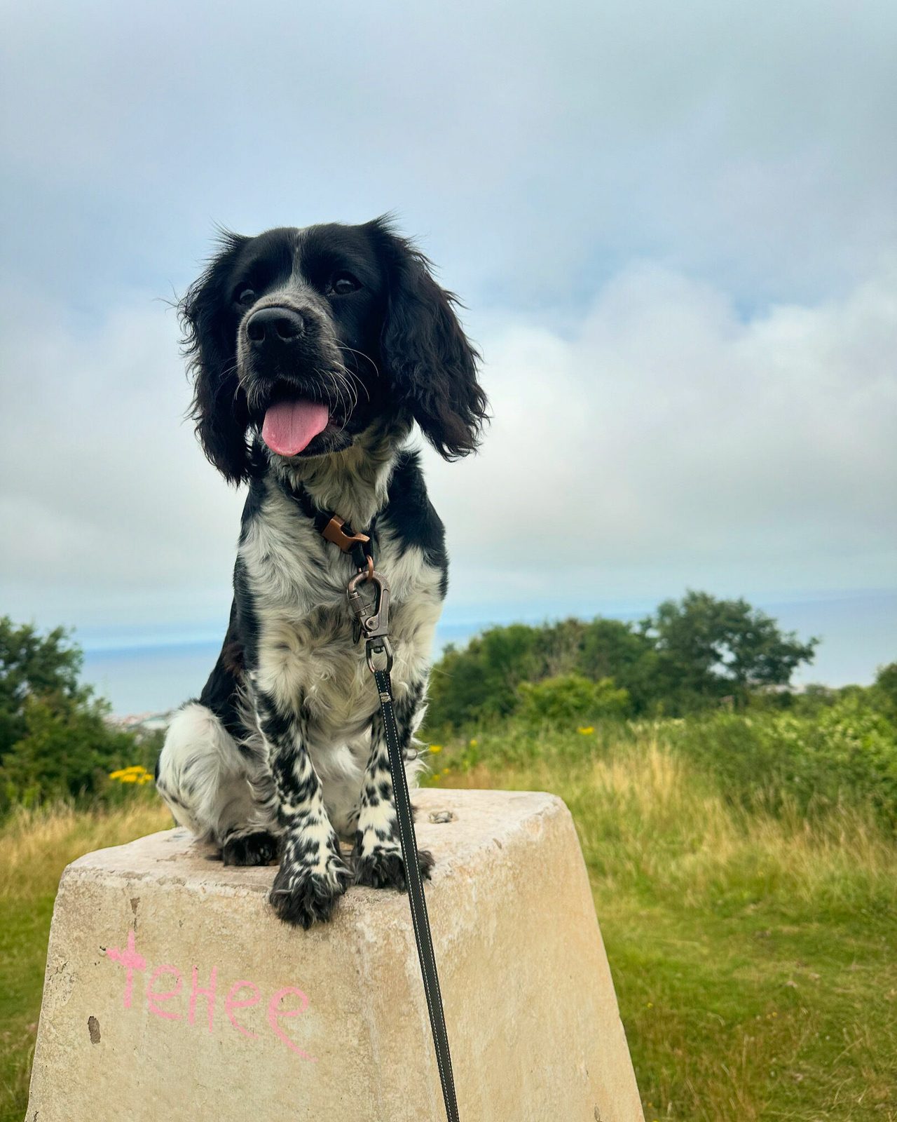 Maisie sitting on a hilltop pillar with hills behind her