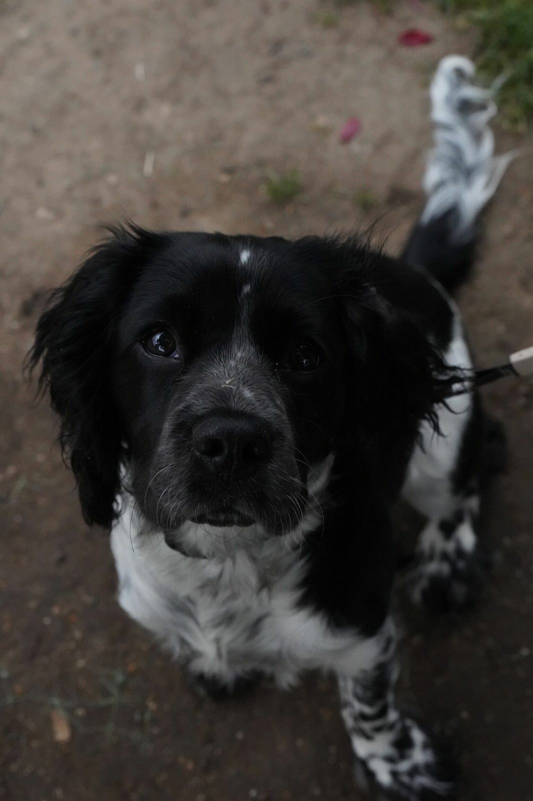 Maisie looking up at the camera outdoors